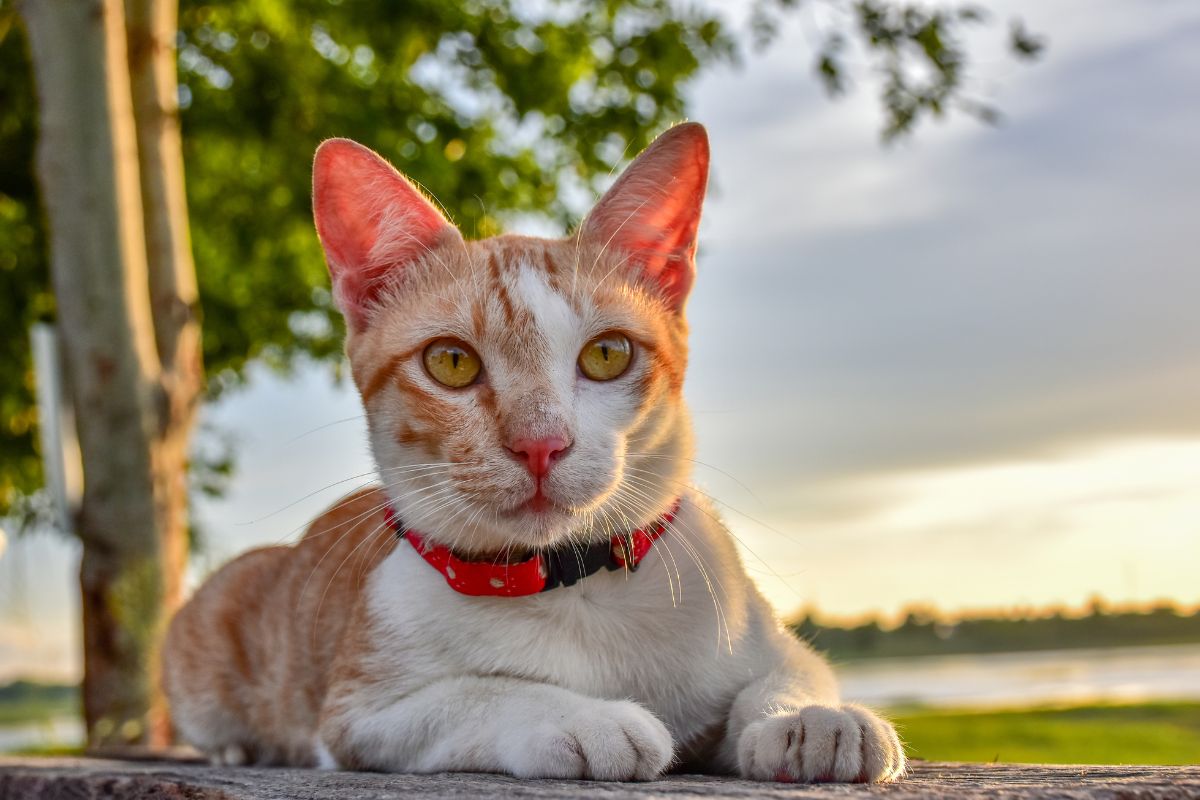 Vet Near Me Collinsville, IL Village Veterinary Hospital