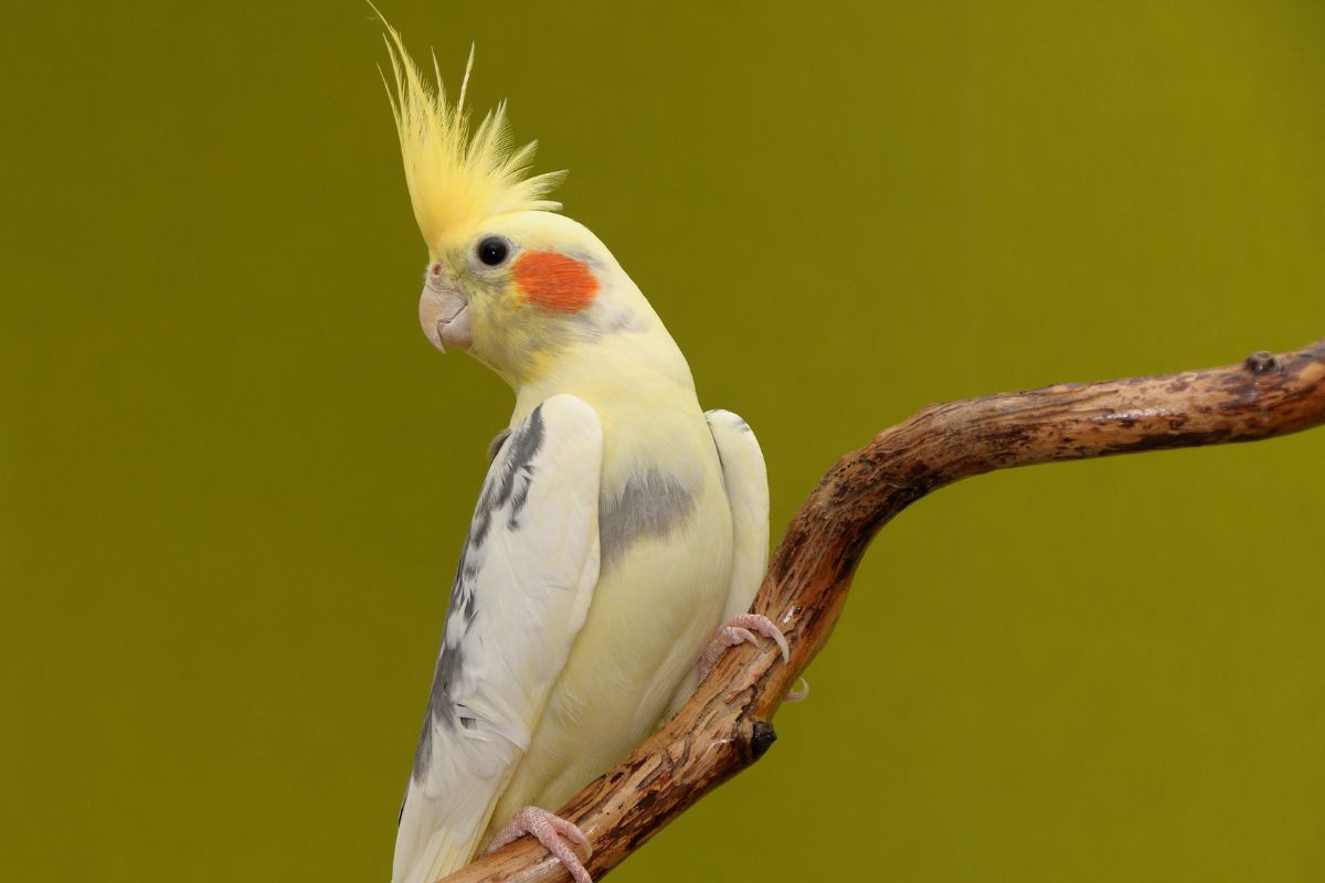 Village Veterinary Hospital FAQs