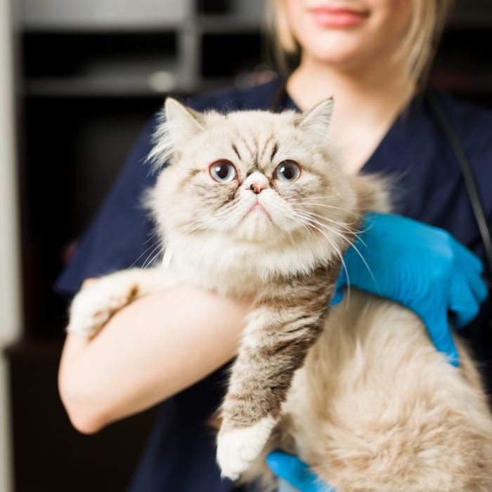 A cat holding by vet