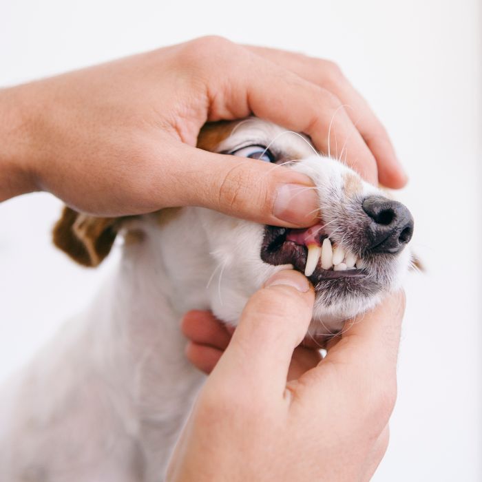 a hands holding a dog's teeth