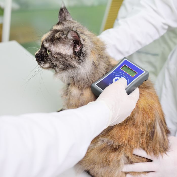 a vet holding a device to check of a cat