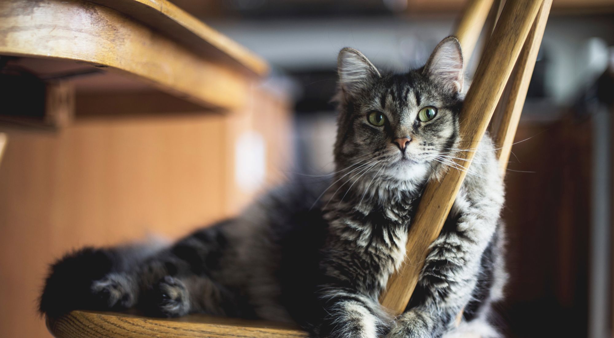 Feline Behavior Questionnaire Form Village Vet Hospital