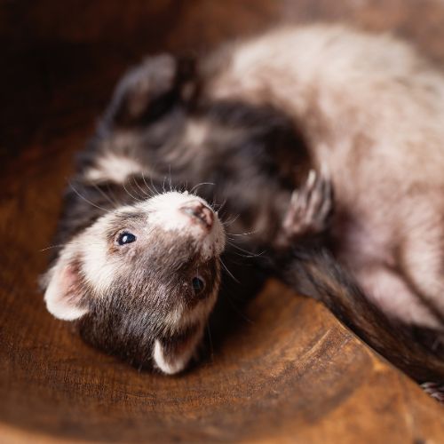 ferret laying down