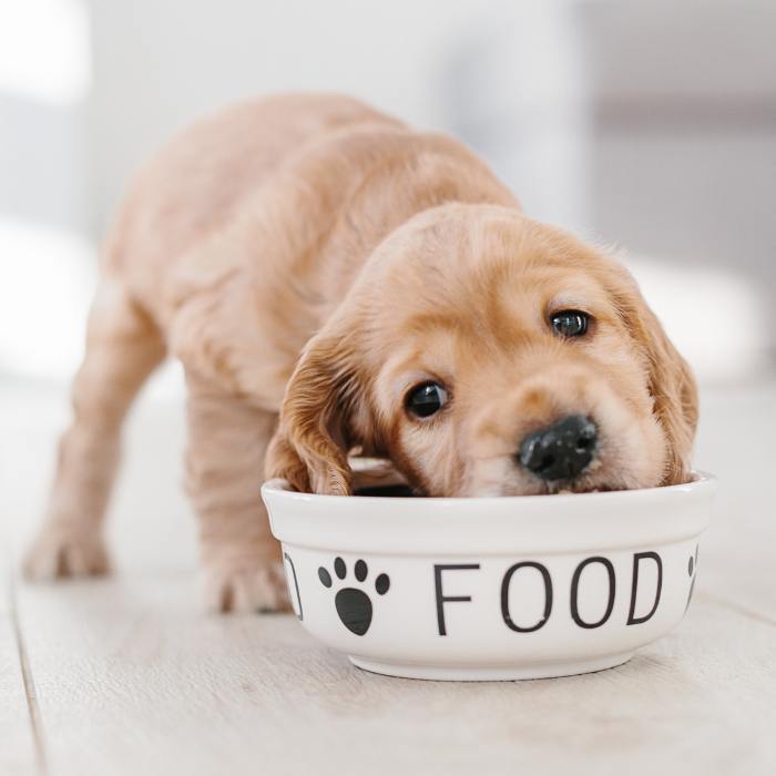 Puppy eating food out of bowl